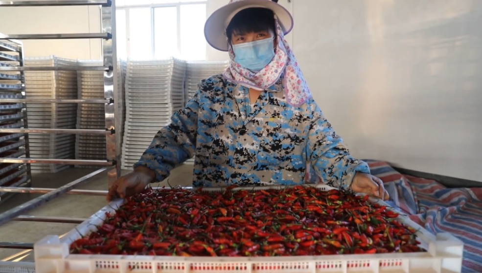 你怎么“辣”么好看！小辣椒映紅脫貧路