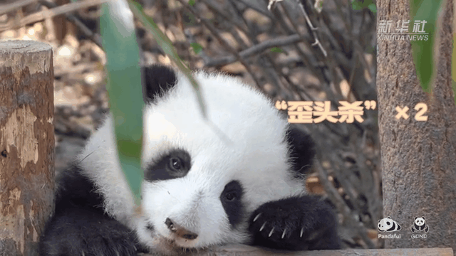 請注意，前方有滾滾發(fā)起近距離“歪頭殺”