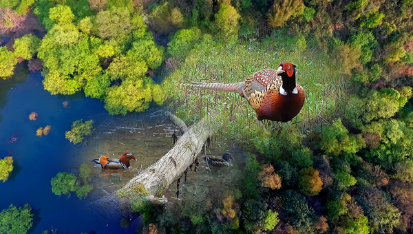 世界地球日丨神奇珍稀動(dòng)物在哪里？車八嶺國家級自然保護(hù)區(qū)走一波