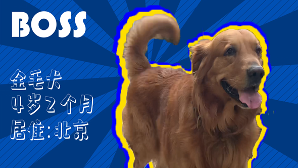 有效拴繩&科學(xué)遛狗——如何文明養(yǎng)犬？“撿屎官”們快看過來！