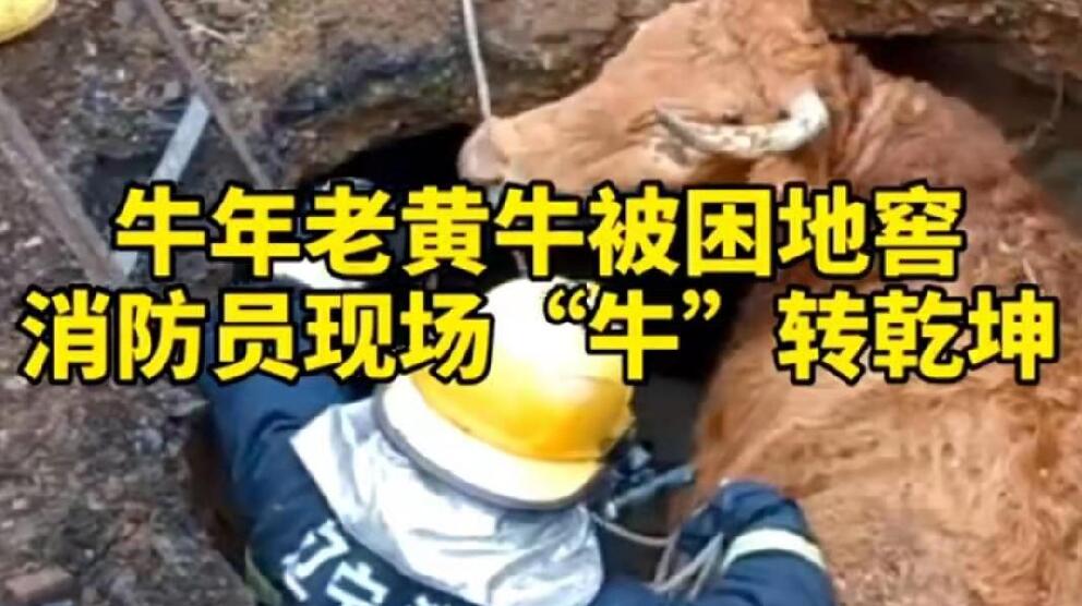 牛年老黃牛被困地窖，消防員現(xiàn)場“牛”轉(zhuǎn)乾坤！
