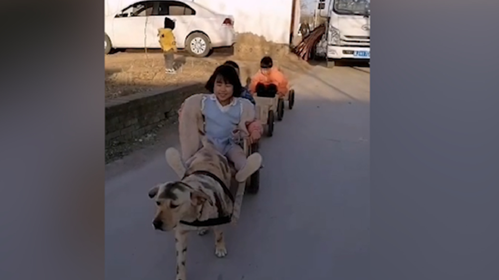 男子給孩子做縮小版小火車，家里的狗狗做動力拉著孩子上學