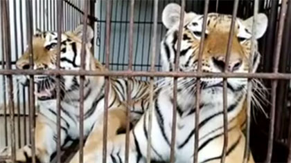 專家分析：老虎咬死飼養(yǎng)員事件 暴露哪些問題？