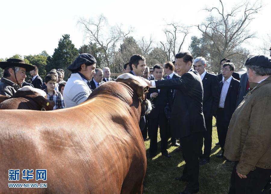 當?shù)貢r間7月19日，正在對阿根廷進行國事訪問的國家主席習近平參觀共和國莊園，考察阿根廷農(nóng)牧業(yè)，了解阿根廷農(nóng)牧民文化特色。新華社記者馬占成攝 