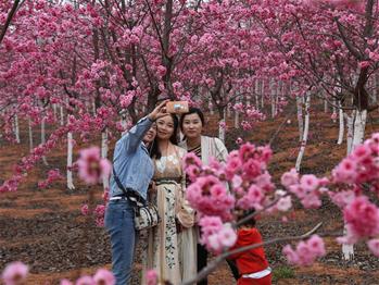 櫻花漫山，一份14年的等待